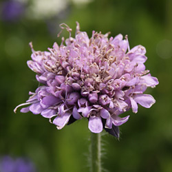 Acker-Witwenblume