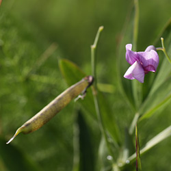 Berg-Platterbse