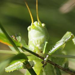 Laubheuschrecke