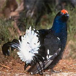 Birkhuhn