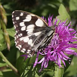 Schachbrettfalter