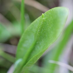 Gewöhnliche Natternzunge