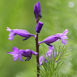 Gemeines Kreuzblümchen