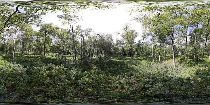 Fürstenauer Heide II