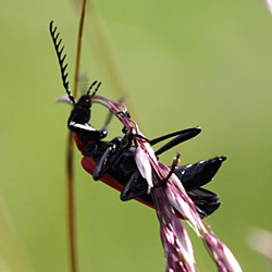 Feuerkäfer