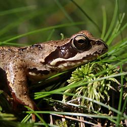 Grasfrosch