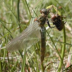 Alpen-Smaragd-Libelle
