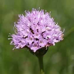 Kugel-Knabenkraut