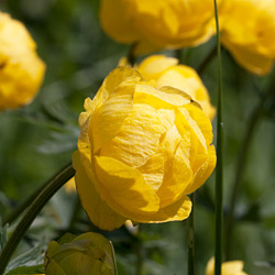 Trollblume